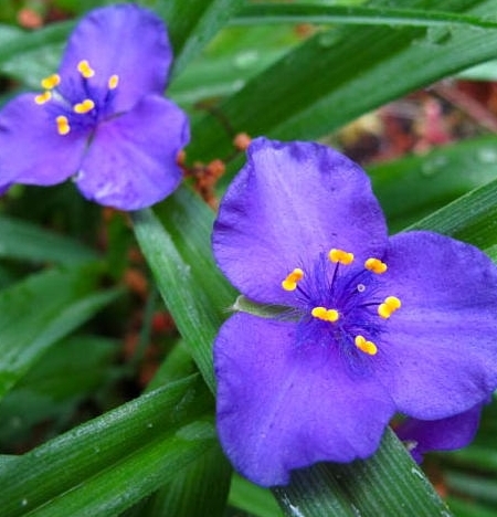 Tradescantia blue stone